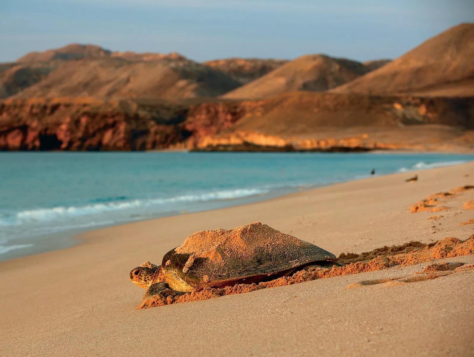 Loggerhead Sea Turtle (Caretta Caretta) -Named for its large head, it has powerful jaws that can crush hard-shelled prey. This photo was made in Oman, where in addition to loggerheads, four of the world's other six species of sea turtles come ashore to breed-somel in protected areas and others on unprotected beaches. They can grow to over a meter long, and at sea they are vulnerable to incidental capture in purse-seine fishing nets.
PHOTO BY ORIOL ALAMANY NATUREPL.COM