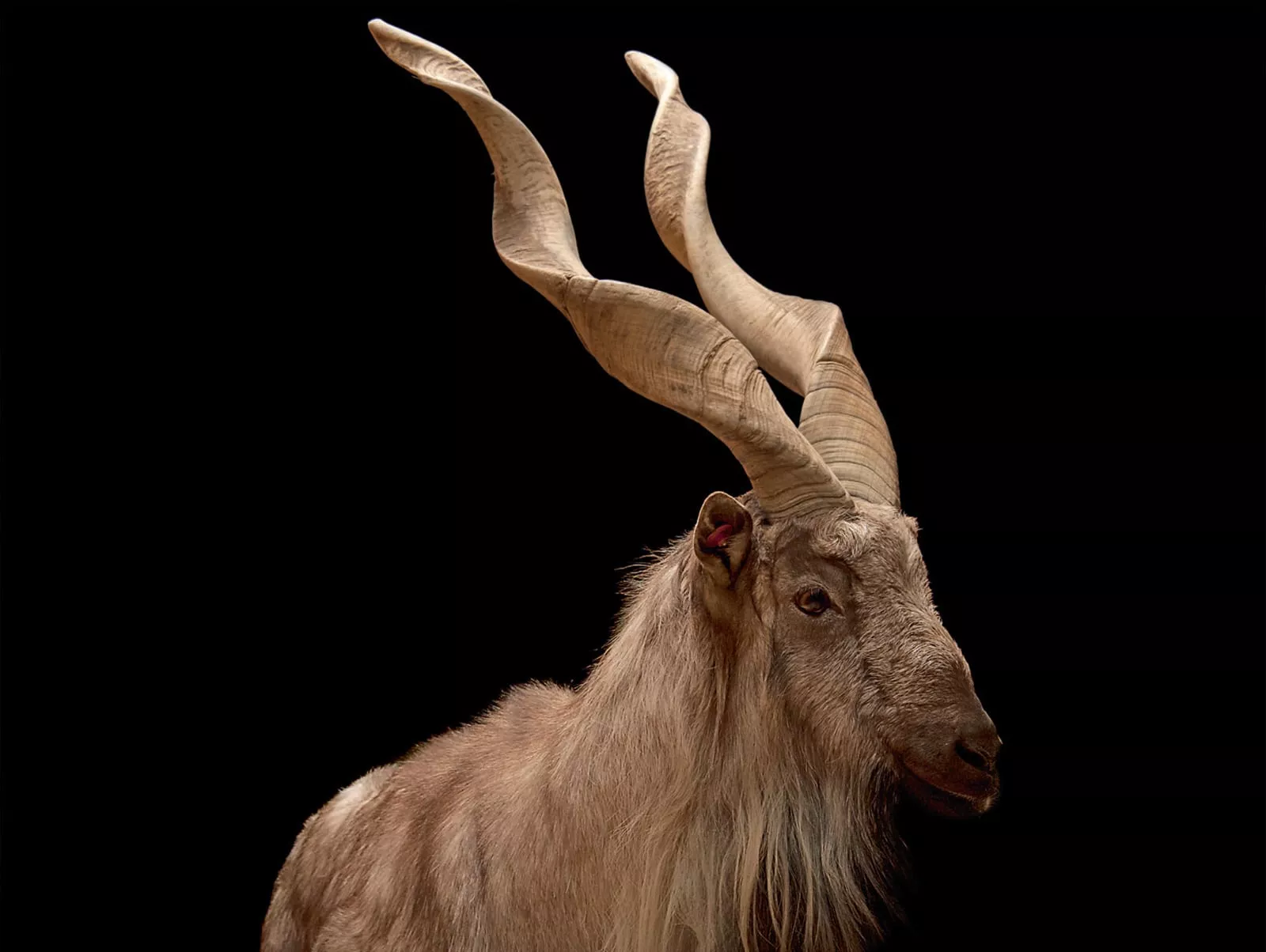 Markhor (Capra falconeri) - Also known as the screw-horned goat, the markhor is the national animal of Pakistan. Its name may be derived from the Persian for "snake-eater," and while it is known to kill and eat serpents, its spiral horns also resemble coiling snakes. The markhor is a mountain herbivore with keen senses of smell and sight.