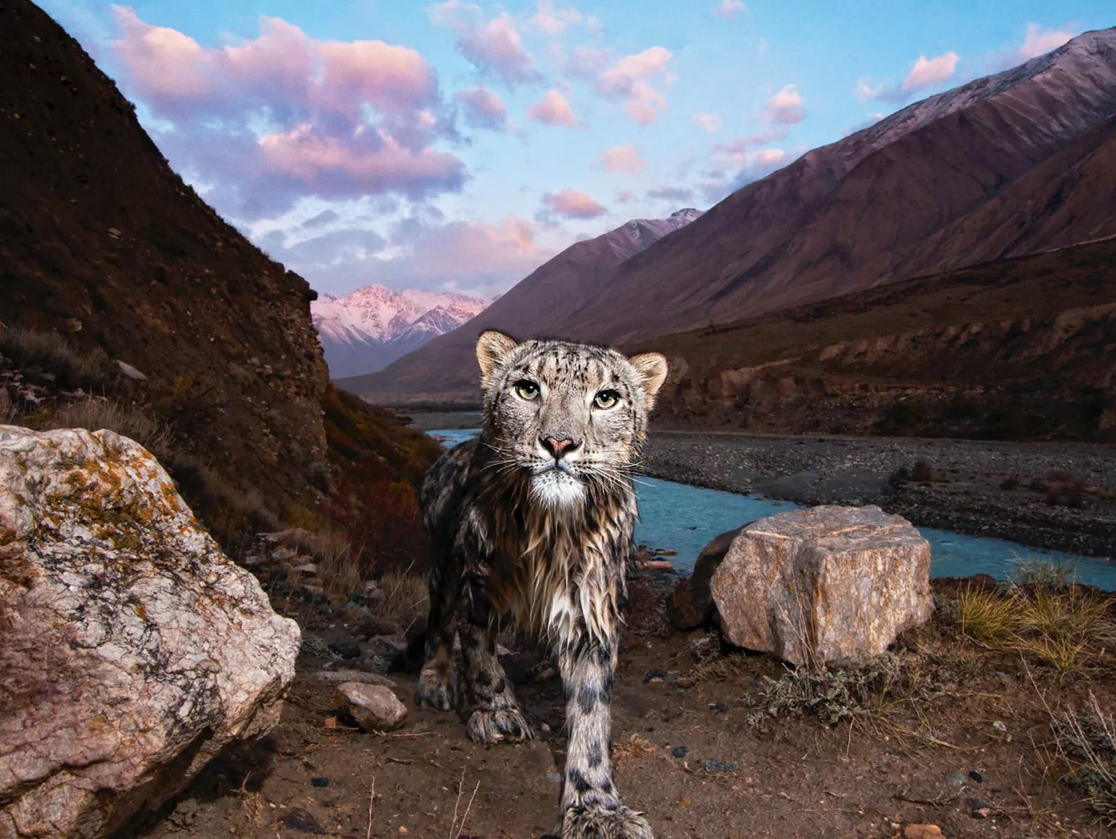 Snow Leopard (Panthera uncia) - Genetically related more to the tiger (Panthera tigris) than to the leopard (Panthera pardus), the snow leopard inhabits the highlands and mountains, usually from 3,000 to 4,500 meters in altitude, in 12 Central Asian nations. Everywhere it is also regarded as a symbol and talisman of history, heritage and identity. Extremely elusive to humans, this photo was made using a motion-triggered camera set along the Uchkol River in eastern Kyrgyzstan.