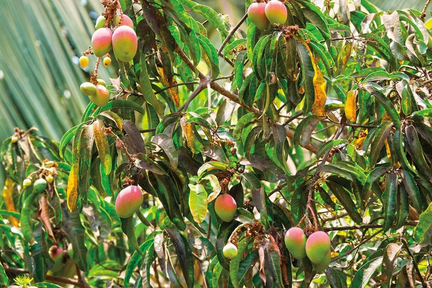 Mangos grow plentifully ir Arpora, Goa, in western India along the Arabian Sea. The fleshy fruit variety belongs to the genus Mangifera, part of numerous species of tropical fruit trees.