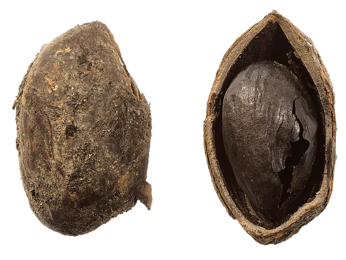 This 2,000-year-old pistachio was found in the remains of a wicker basket at the bottom of a Roman-era well in North Yorkshire, England: It shows the vast distribution of the nut even long ago.