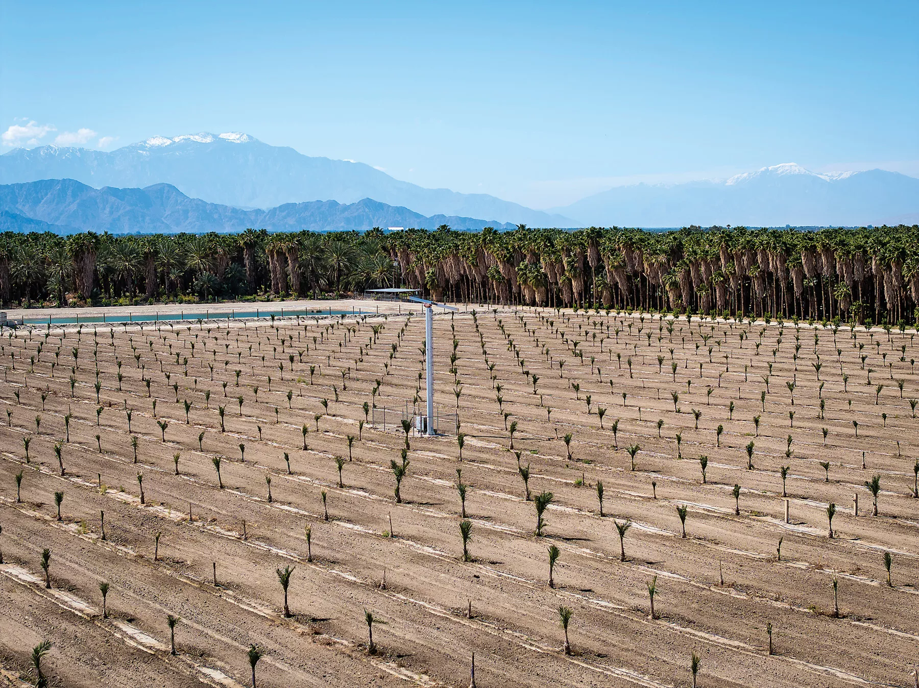 A field of young date palms grows near Mecca.