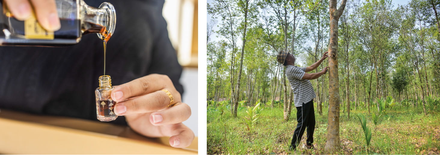 Left: Six grams (a half-tola) of Cambodian oud oil is poured into the bottle that a customer purchased at an Ibraheem Al Qurashi Company store in al-Khobar, Saudi Arabia. Right: A farmer inspects an Aquilaria tree at his farm in Assam, India, from which agarwood resin, right, is extracted. (Left: Photo by Waleed Dashash; Right: Photo by Anuwar Hazarika/NurPhoto via Getty Images)