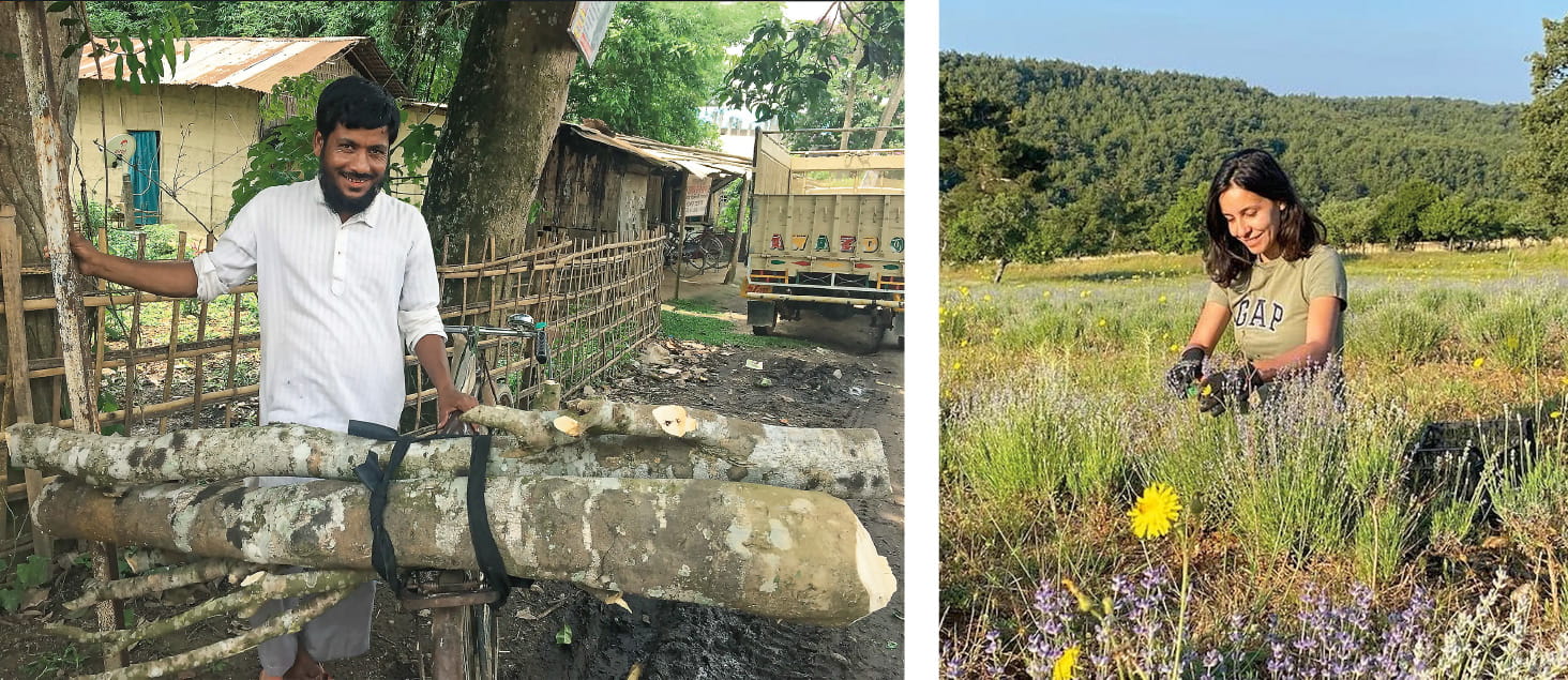 Left: A man near Jorhat in northeast India is on his way to market to sell his agarwood harvest to traders. opposite Right: Clinical aromatherapist and medical historian Rana Babaç Çelebi tends to medicinal plants at her farm. (Left: Courtesy of Zakir Laskar; Right: Courtesy of Babac Celebi)