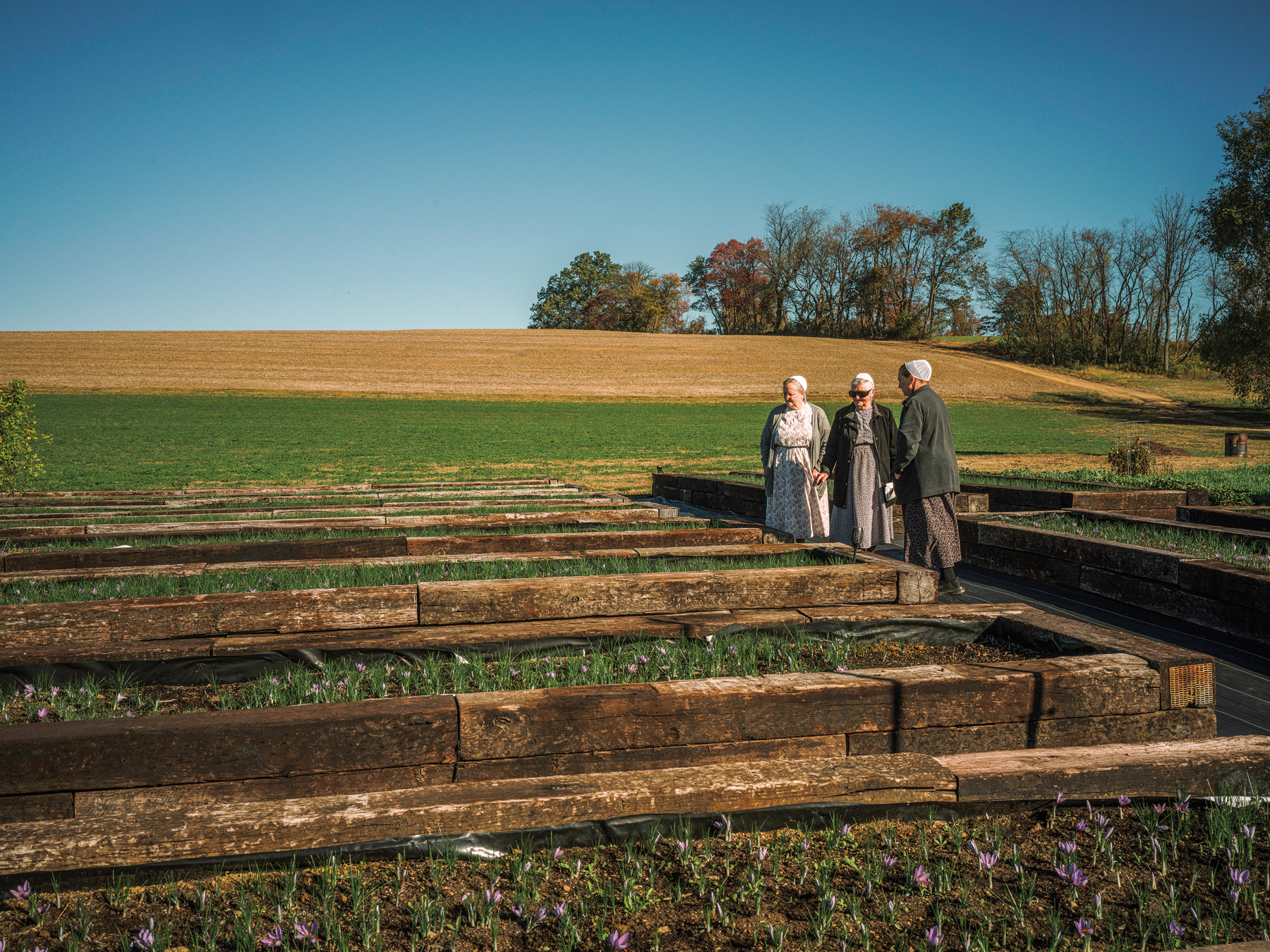 Mennonite women next to crocus flower beds