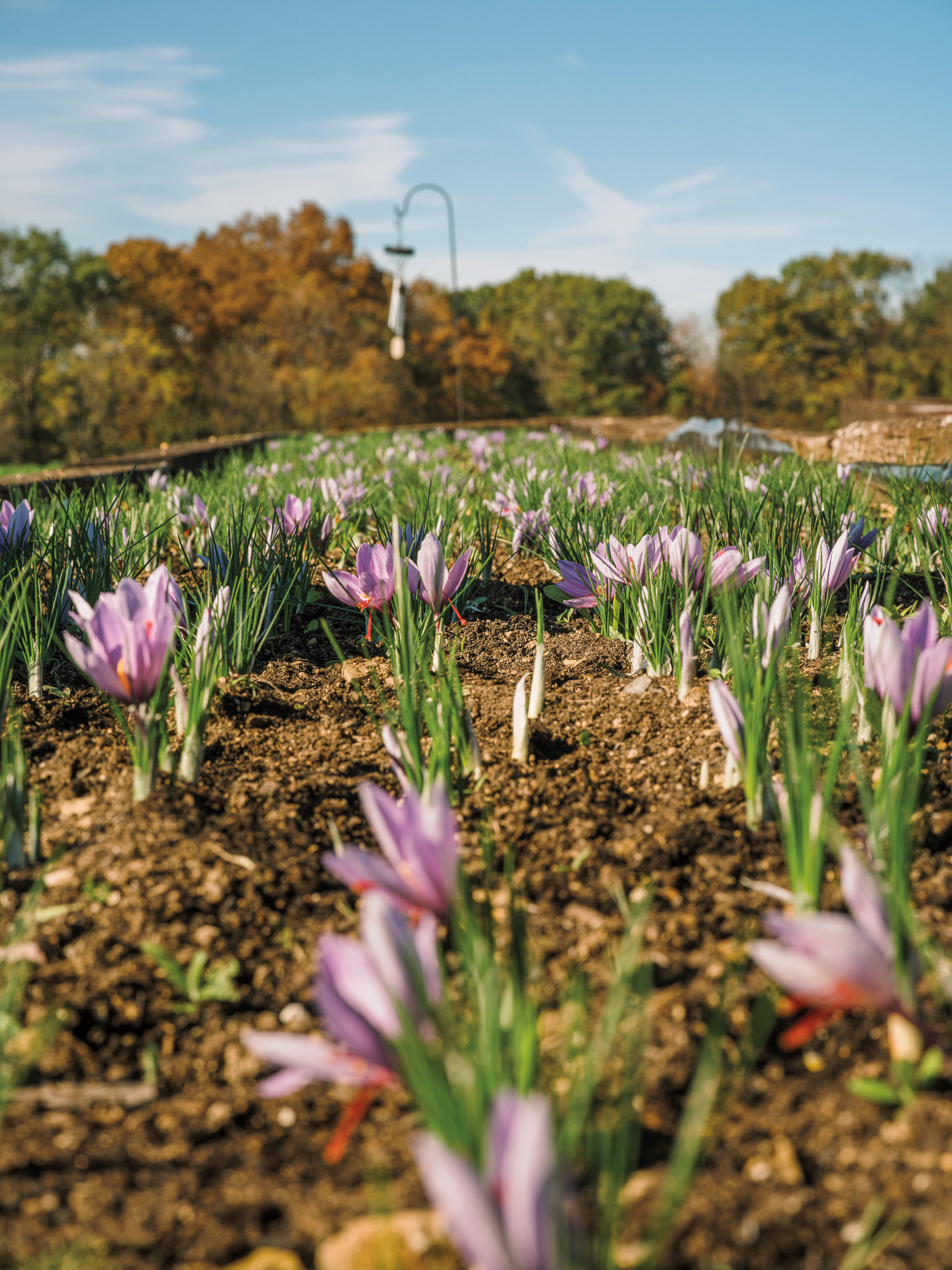 purple crocus flowers blooming in soil
