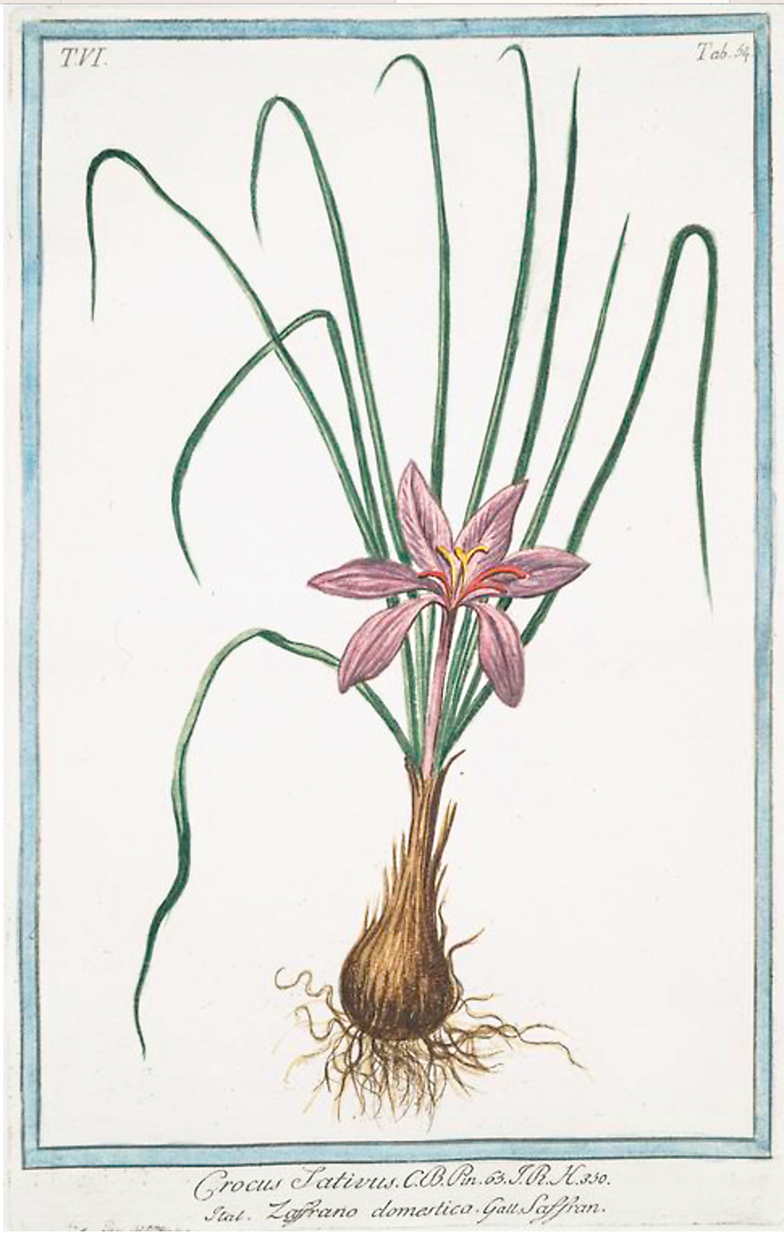 Saffron illustration