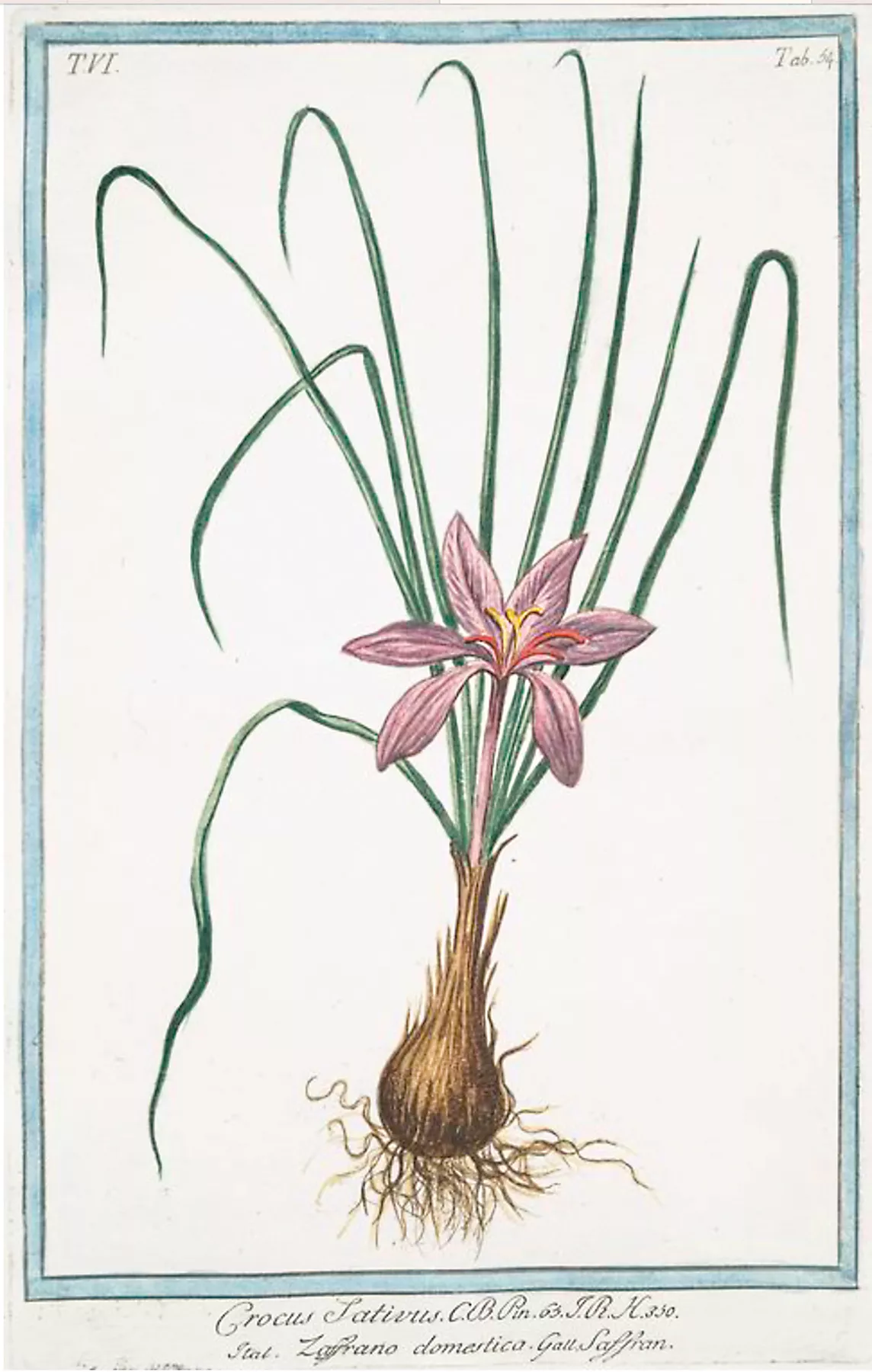 Saffron illustration