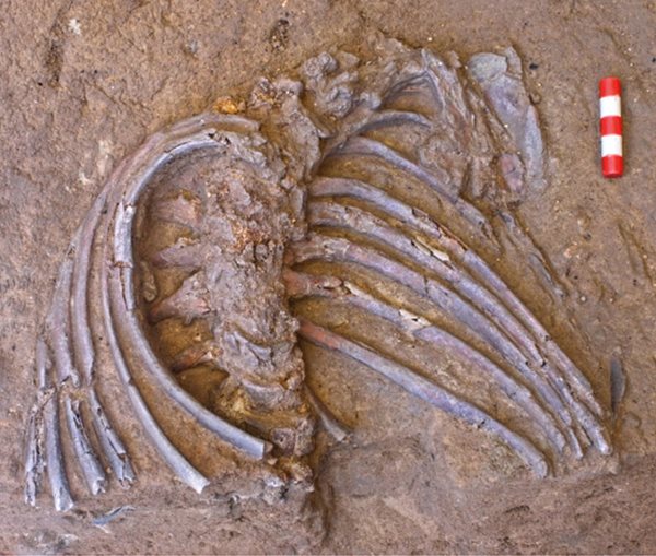 Shanidar Z, whose ribs and spine appear partially excavated proved a significant discovery for the Cambridge team.
