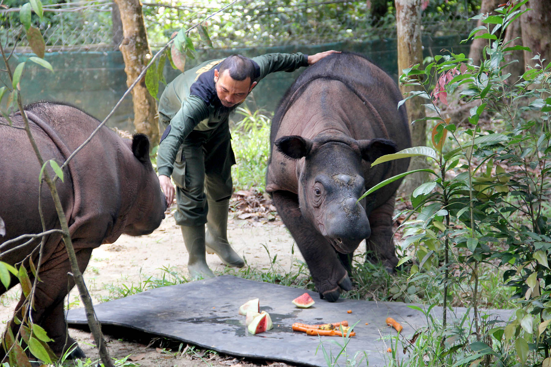 Two-year-old Delilah, right, is currently the youngest Sumatran rhino and only the second in recent years to have been born in captivity; in Javanese, her name means “God’s Blessing.” Working with her and her mother, Ratu, left, is veterinarian Zulfi Arsan of the Sumatran Rhino Sanctuary (SRS), located in Sumatra’s Way Kambas National Park.