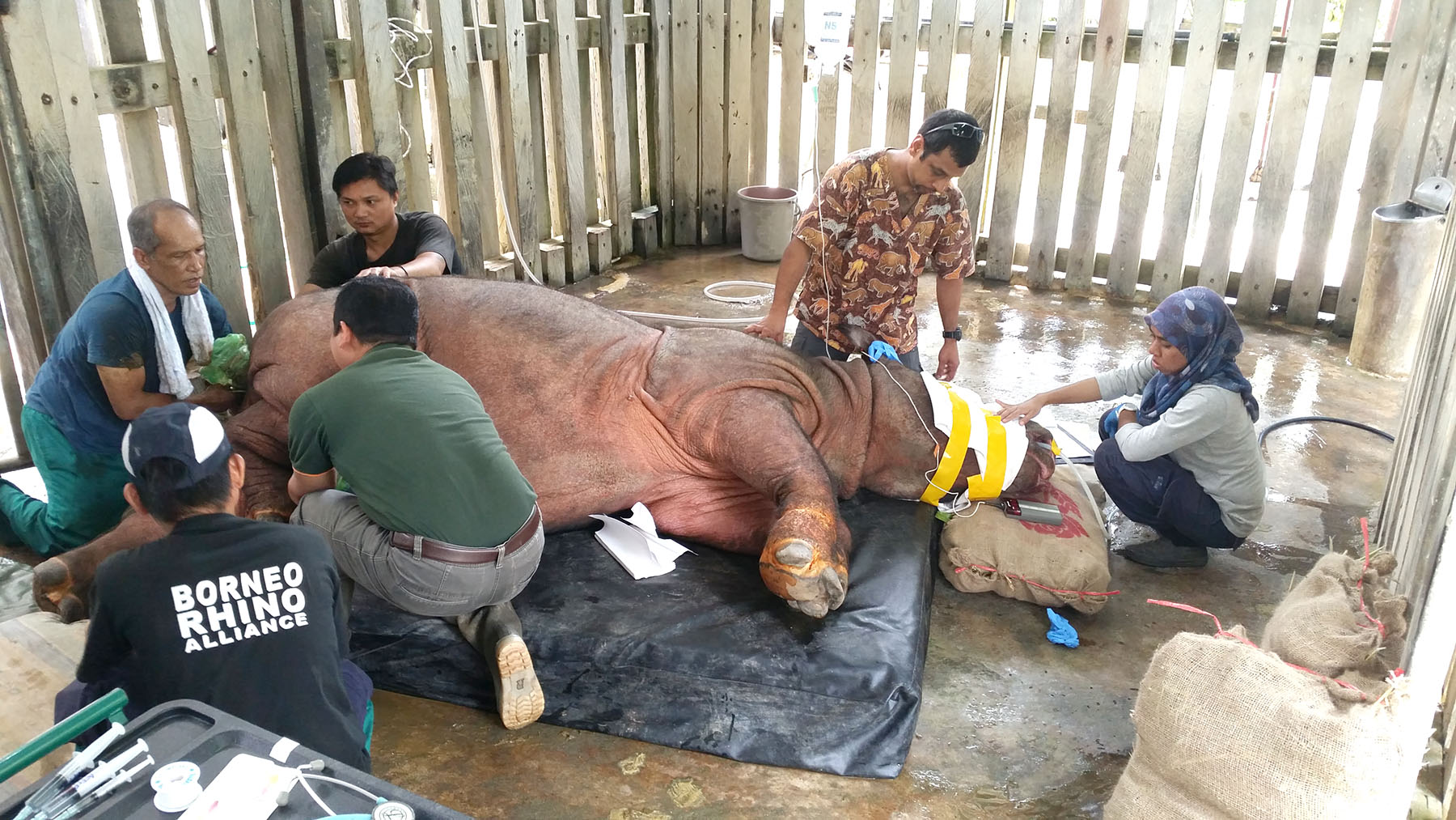 Keepers and veterinarians from <span class="smallcaps">bora</span> collect semen from a male Sumatran rhino in hopes that the conservation team will soon be able to attempt the first in vitro fertilizations.