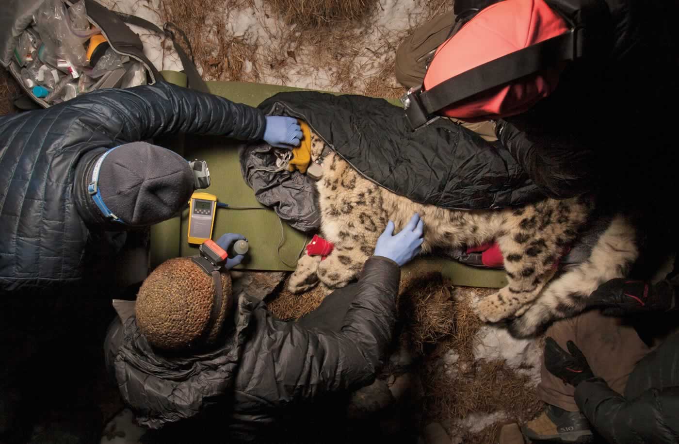In eastern Kyrgyzstan, biologists and a veterinarian fit a tranquilized snow leopard with a tracking collar. They also take readings of its weight and dimensions as well as samples of blood and fur in the effort to understand its range and well-being.
