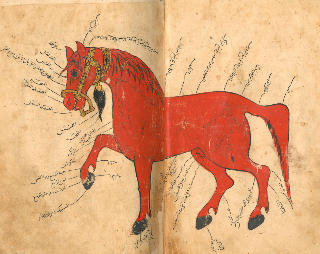 This elegant diagram appears in a ninth-century guide to veterinary medicine by Muhammad ibn Ya’qub al-Khuttuli. It was acquired by Warner and became part of his collection at Leiden University.