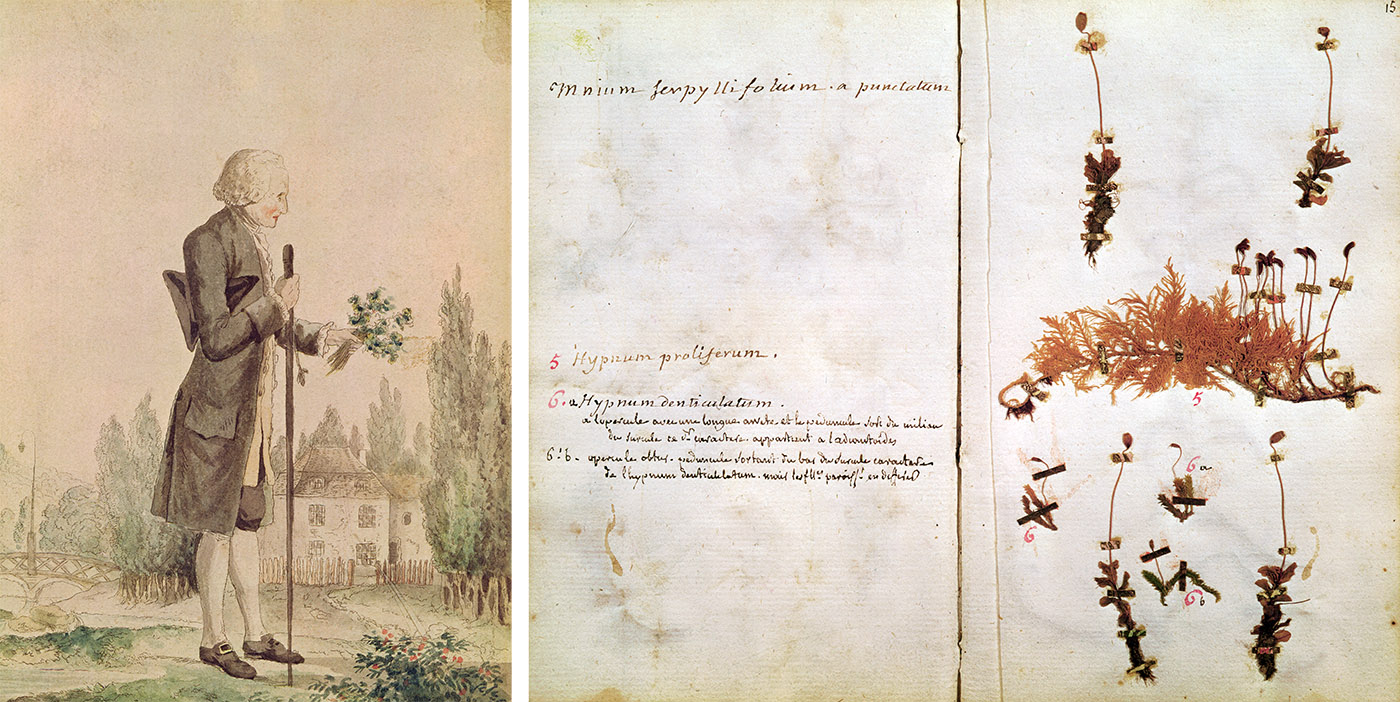Late in his 66-year life, Rousseau cultivated an interest in botany, gathering and classifying herbs around Ermenonville, France, often collaborating with the noted pharmacist and botanist Fusée Aublet.