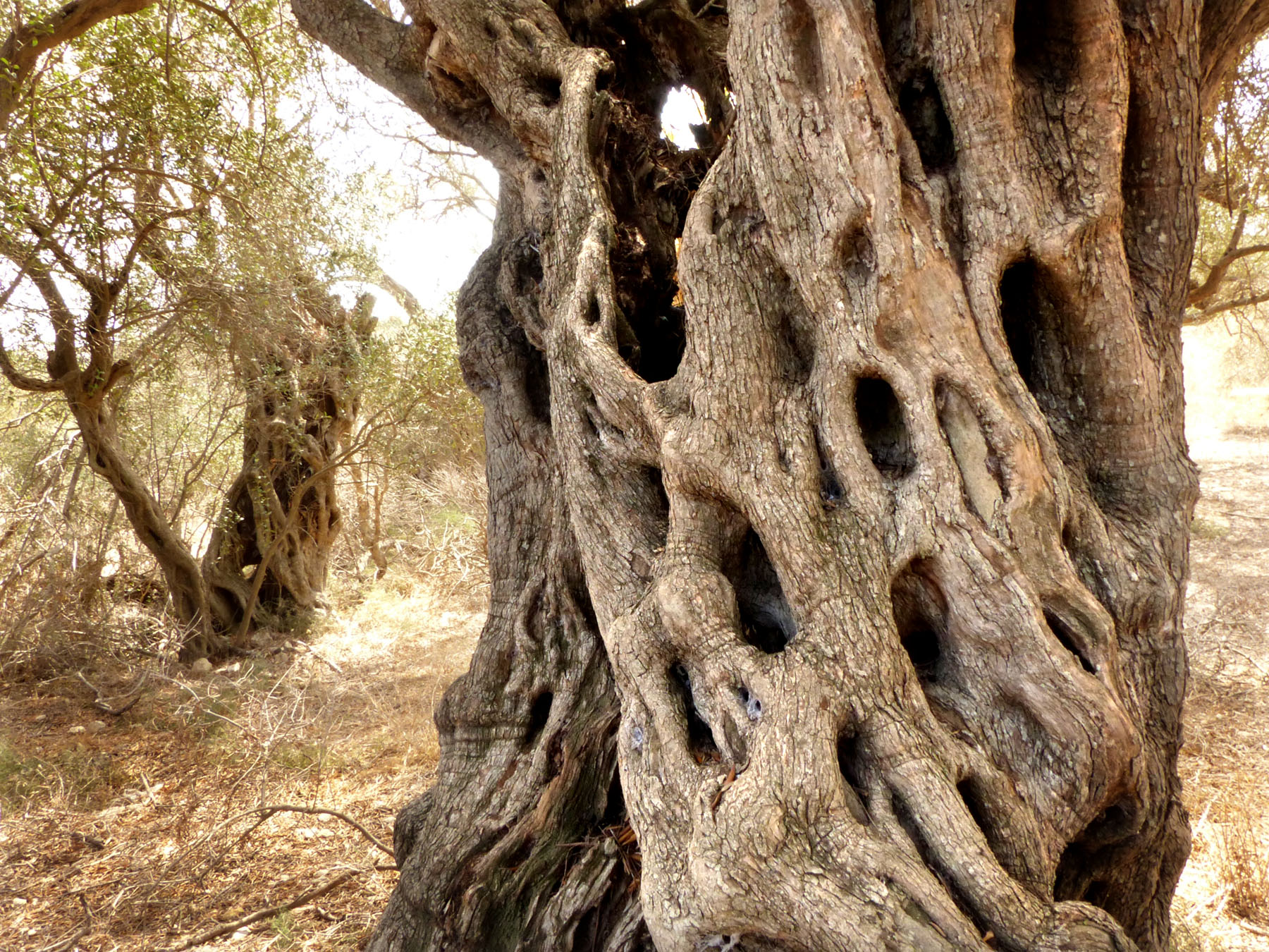 Believed to be the oldest in Malta, these bidni olive trees stand among some 20 that have been here since at least Roman times. The Maltese government has designated them as national monuments.