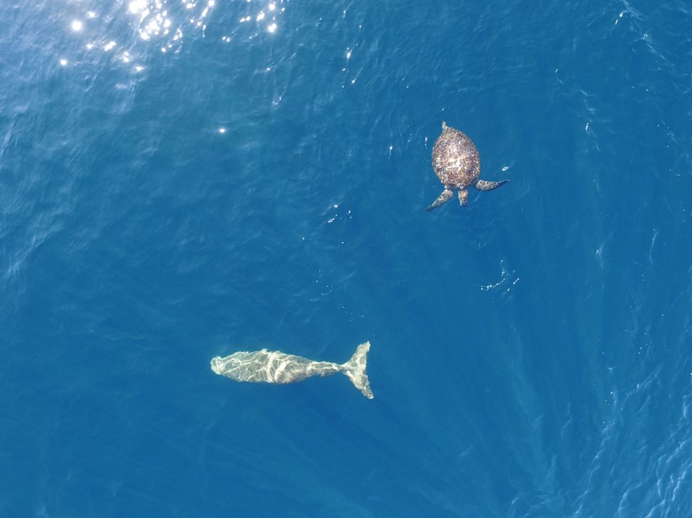 Near Alor Island, Indonesia, a drone image shows a dugong interacting with a sea turtle. Drones now allow researchers to survey larger areas of sea than ever before to more accurately estimate dugong populations.