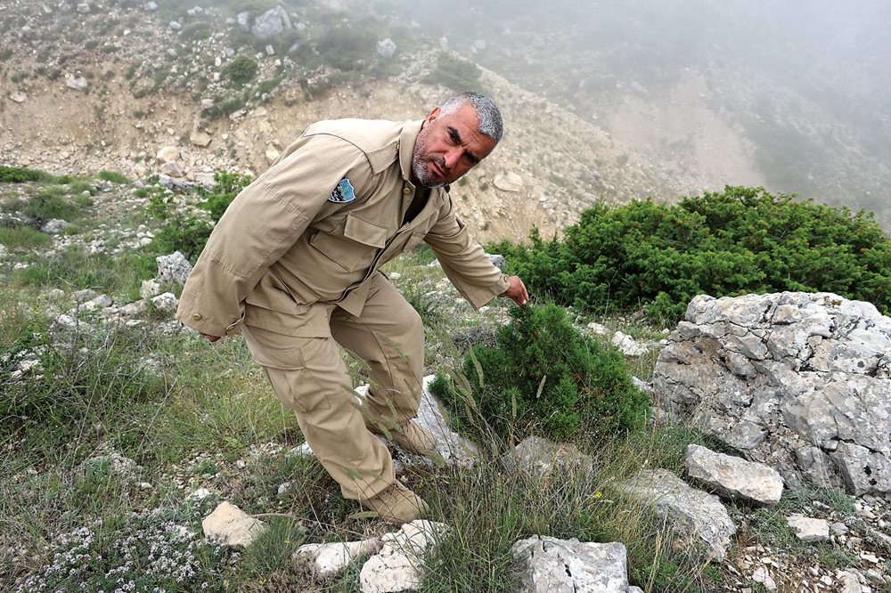 Shawki Khalad is one of the two park rangers managing the 23-square-kilometer protected area in the prospective Lazzab Danniyeh Nature Reserve. He points to a young juniper tree. Like the cedars, junipers and other species have felt impacts of climate change.