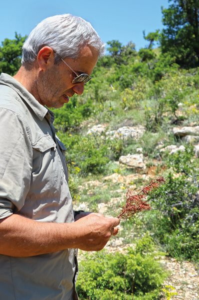 Sayyid Markos, another conservationist, examines cedar remains in the area.