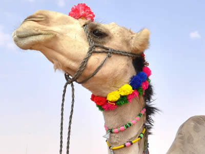 Bling Your Camel