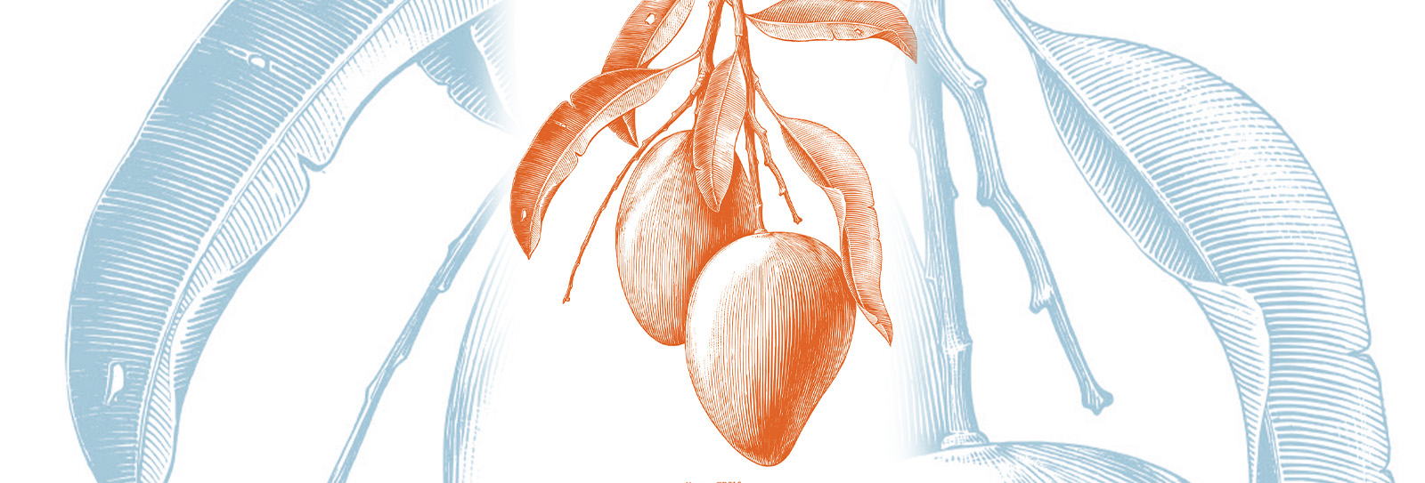 Mango: The Emperor's New Fruit