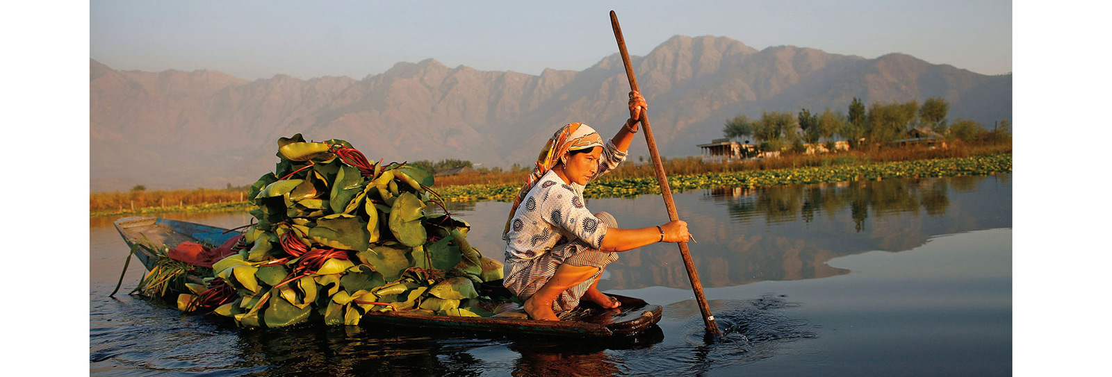 FirstLook: Removing Water Lilies from Dal Lake