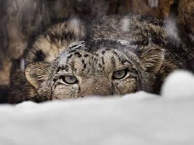 Asian Nations Unite to Protect Snow Leopards
