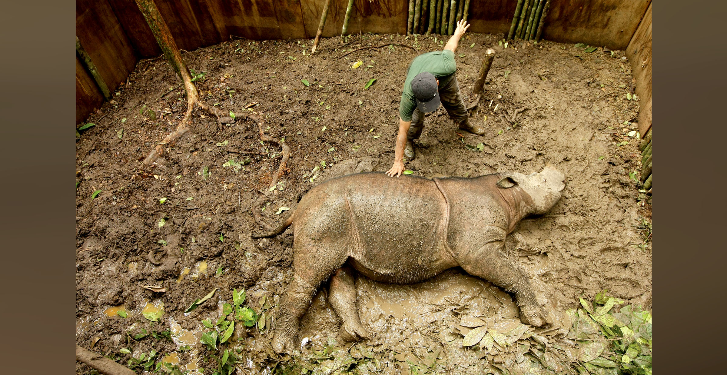 The Fragile Songs of the Sumatran Rhinos