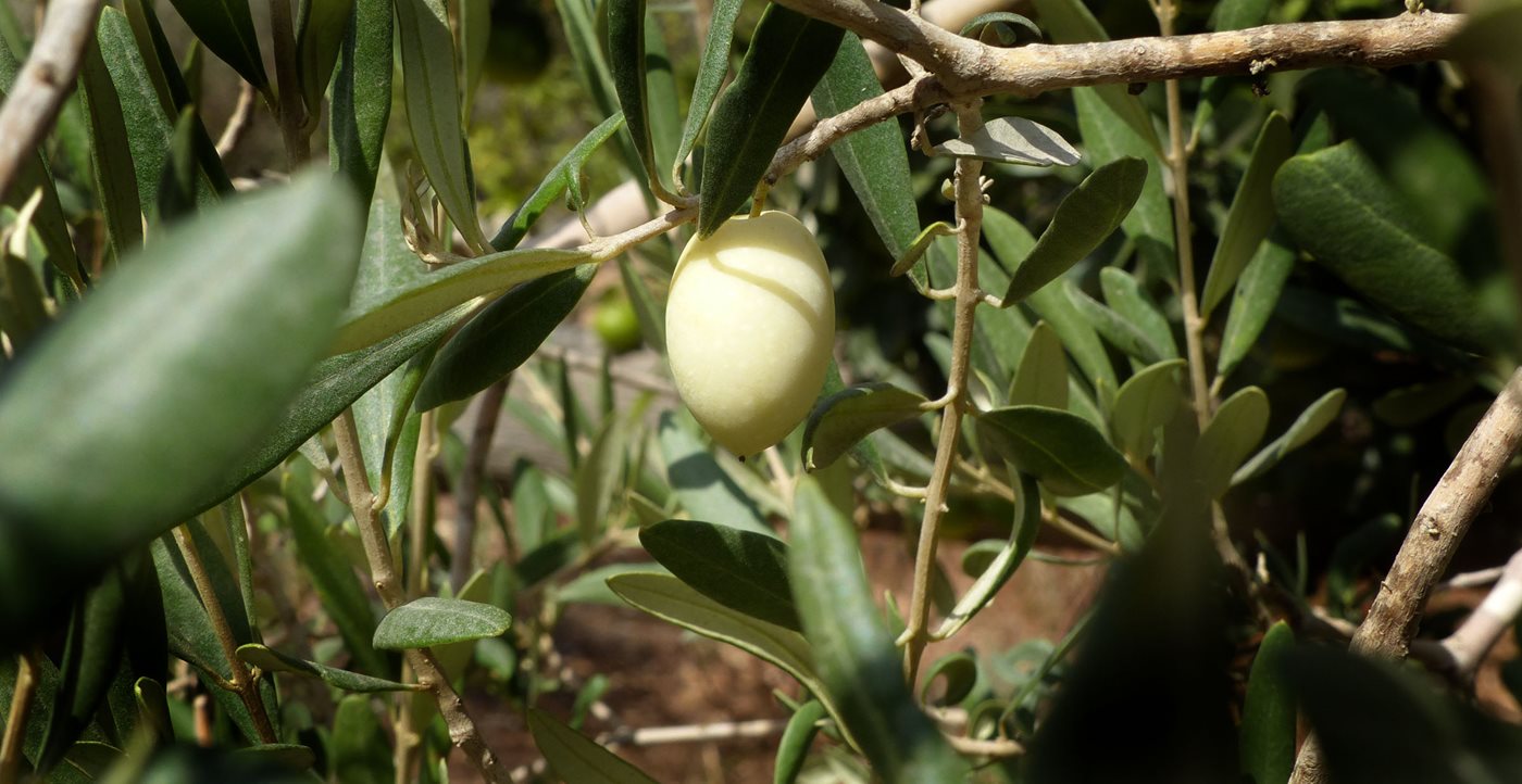 The White Olives of Malta
