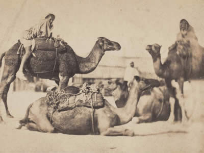 The Art of Saddling a Camel