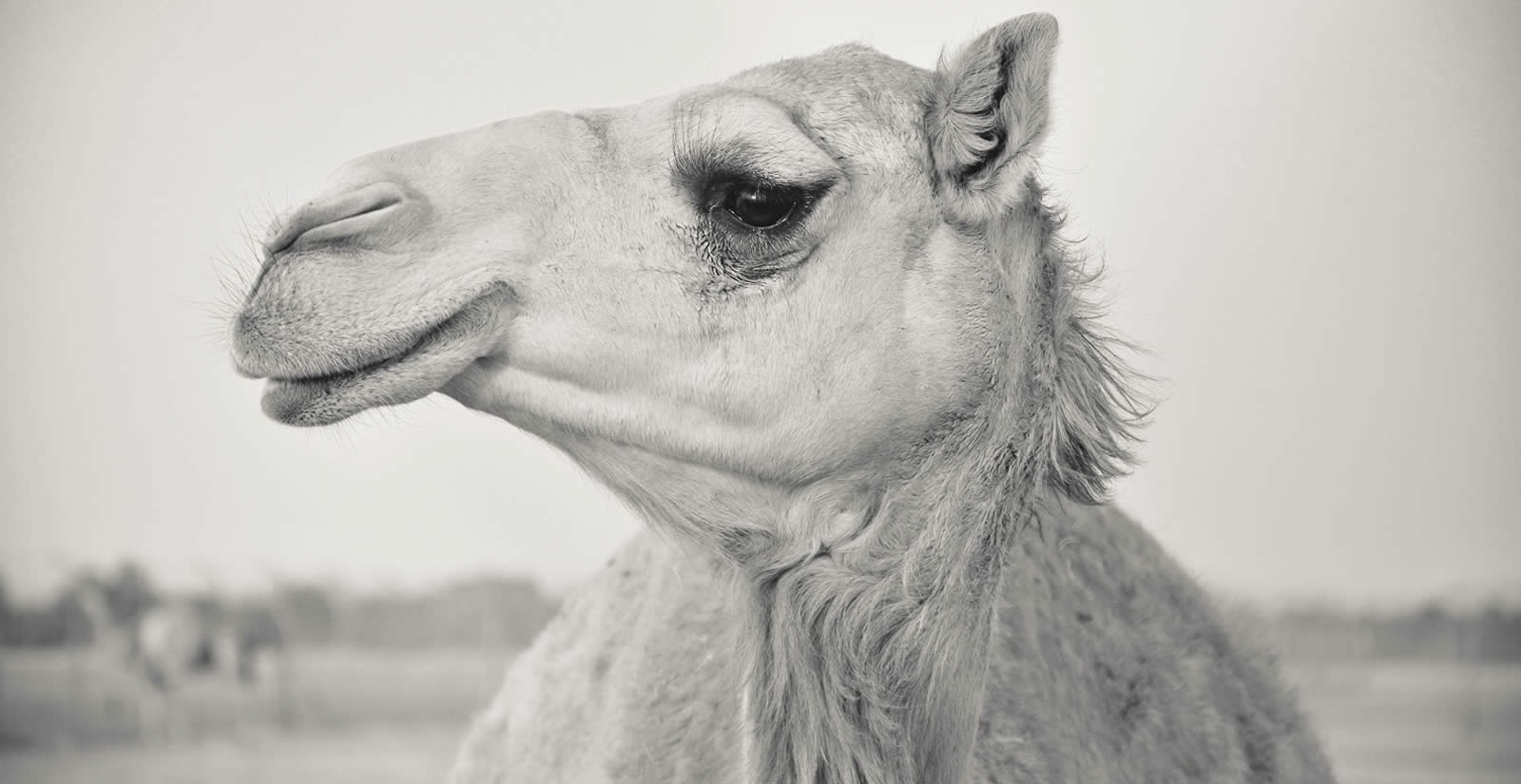 2019 Gregorian-Hijri Calendar – Camel