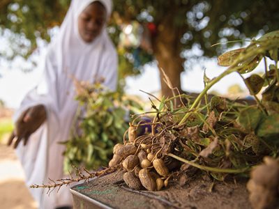 Is the Sky the Limit for The Gambia's Groundnuts?