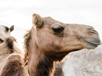 Camels: The Magnificent Migration