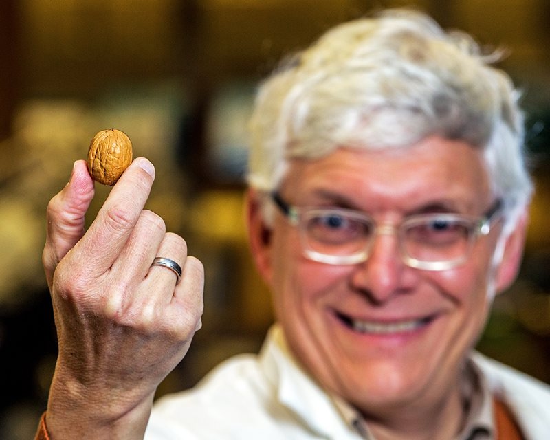 &ldquo;Compared to what we know about the domestication of row crops, we know comparatively little about tree crops,&rdquo; says Keith Woeste, professor of forestry at the Hardwood Tree Improvement and Regeneration Center at Purdue University. Woeste partnered with researchers in Italy and England to publish findings of early walnut dispersal through human cultural interaction.