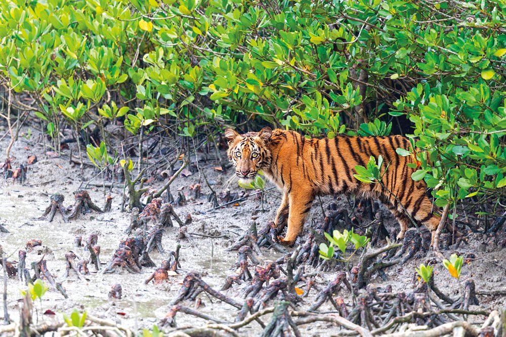 In the Indian Sunderbans, a wild Bengal tiger cub looks out from the cover of a mangrove forest. Mangroves provide protection to creatures large and small, on both land and sea. 
