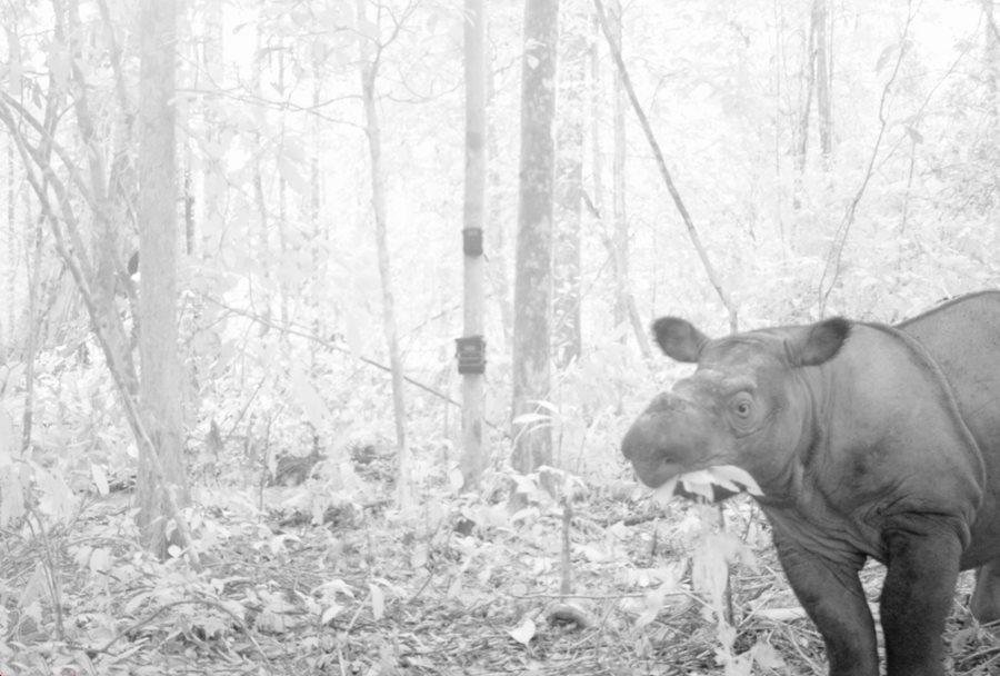 A camera trap set in 2013 in Way Kambas National Park in Sumatra caught this
rare image of a Sumatran rhino in the wild.