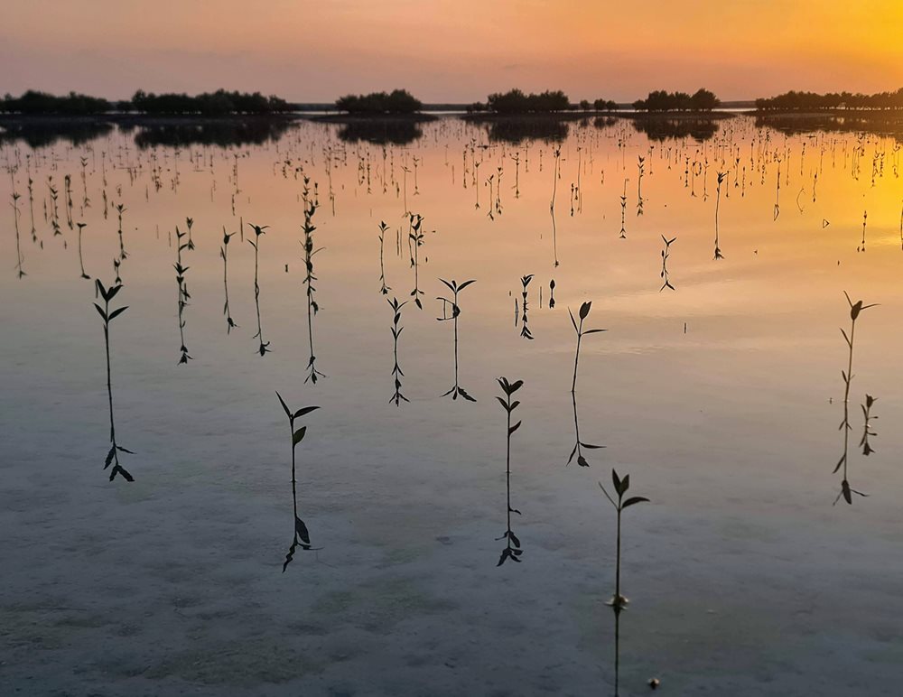 Successfully planted by drone, mangrove leaves shoot up from the water and may become the next mangrove forest in the United Arab Emirates.