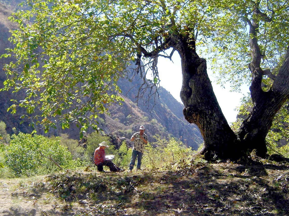 Working under a 200-year-old common walnut tree (<em>Juglans regia</em>), Evsey Alexandrovsky and Evgeniy Butkov of the Uzbekistan Scientific Research Institute of Forestry gather samples to be analyzed together with those from 38other sites from Turkey to China.