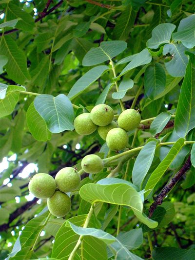 On walnut trees, blossoms grow into seeds, which mature to form a husk. When ripe, harvesters remove the husk to expose the hard shell that protects the seed: the nutmeat.