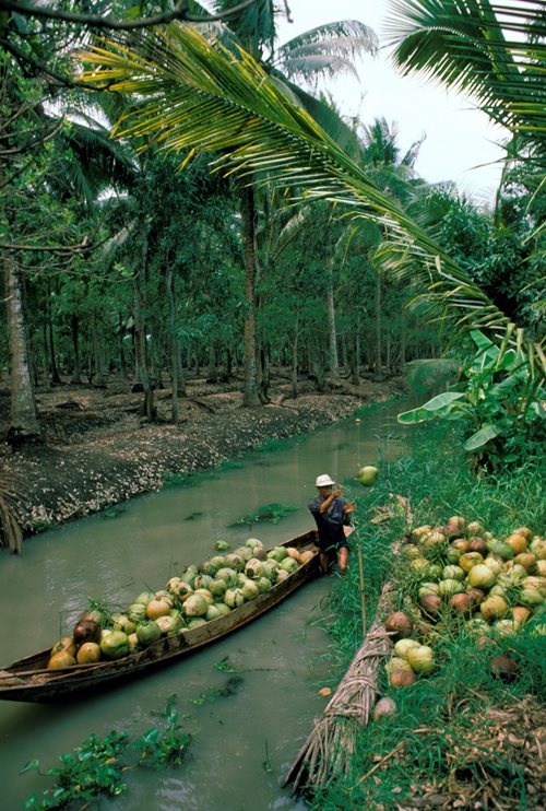 A boatman in Thailand offloads fresh coconuts that will be consolidated for onward shipping to meet rising global demand.
