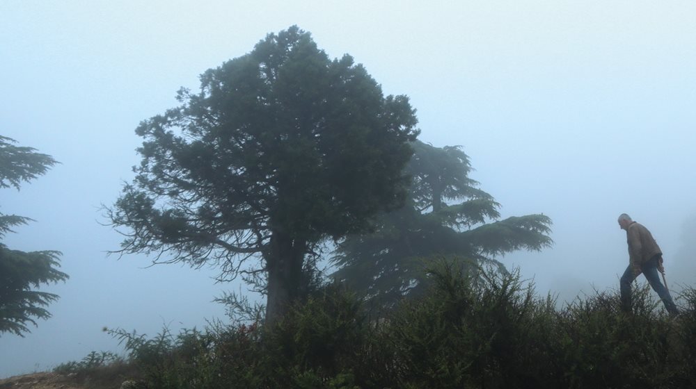 Conservationist Georges Karam walks through dense fog in the Karm Chbat Nature Reserve, where he runs an ecolodge that brings visitors into the forest.