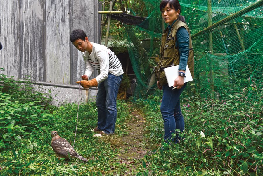 <p>Under Otsuka’s eye, a student coaxes a tethered bird toward his arm at the Suwa Falconry Preservation Society. Otsuka says that for the first three years of her training, “I just watched and helped,” before she could fly and care for falcons herself.</p>