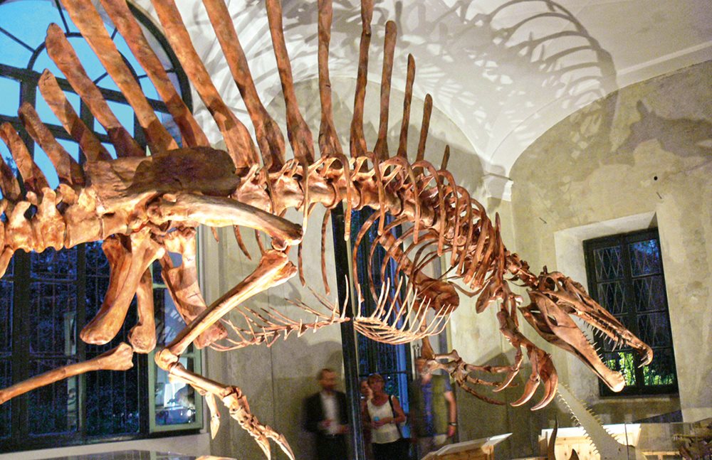 This life-size model of the dinosaur skeleton features in the traveling exhibition &ldquo;<em>Spinosaurus</em>: Lost Giant of the Cretaceous,&rdquo; now showing at the Pallazzo Dugnani in Milan.