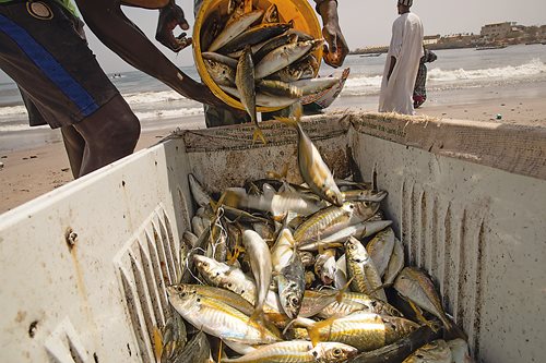 Offloaded from the pirogue, fish are moved to coolers and bins for transport or just carried on a tray to a market such as this one in Mbour, where fish are cleaned, sorted, sometimes cooked on grills and sold alongside a variety of other foods and wares.