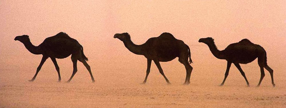 Camels travel through a sand storm in the Rub&#39; al-Khali desert of Saudi Arabia.