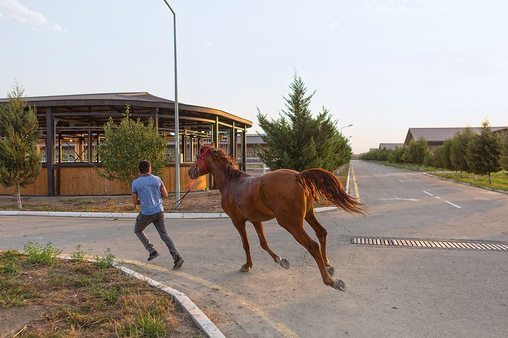 Stable worker and jockey Cafar Cafarzada runs with stallion Qalam at the breeding farm in Agjabedi. With as few as 50 Karabakhs left in existence at the turn of the 21st century, each horse remains vital to the breed’s future: Karabakhs are now protected by law and the breeding programs receive official support in Azerbaijan. 