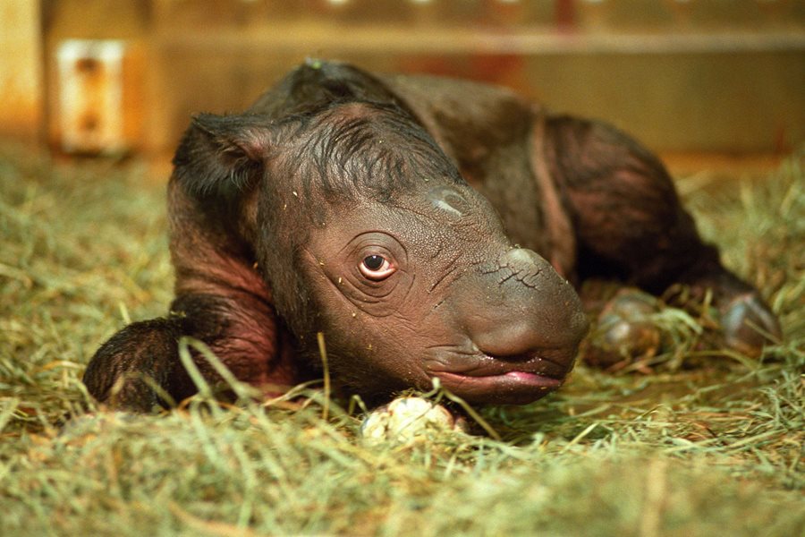 Shortly after his birth in 2001, Andalas eyed the photographer in the Cincinnati Zoo, where he was the zoo&rsquo;s first Sumatran rhino birth. He was later moved to the SRS. &ldquo;They tame easily to you,&rdquo; says veterinarian Zainuddin. &ldquo;They will accept you within the species. You can go close to them.&rdquo;