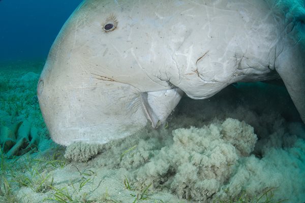 Near Marsa Alam, a dugong grazes seagrass. Dugongs spend much of the day grazing up to 30 kilograms of seagrass, earning them their other name, &ldquo;sea cow.&rdquo;