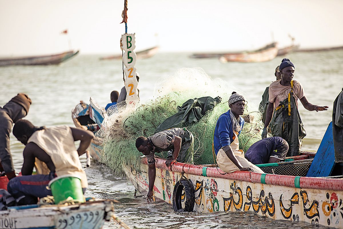 Most pirogue crews work with weighted nets that catch small and midsize fish, and their catches comprise some 80 percent of what is for sale in local fish markets. Large fish, such as trevally and marlin, are also caught, but these require larger pirogues, more crew and heavier gear. 