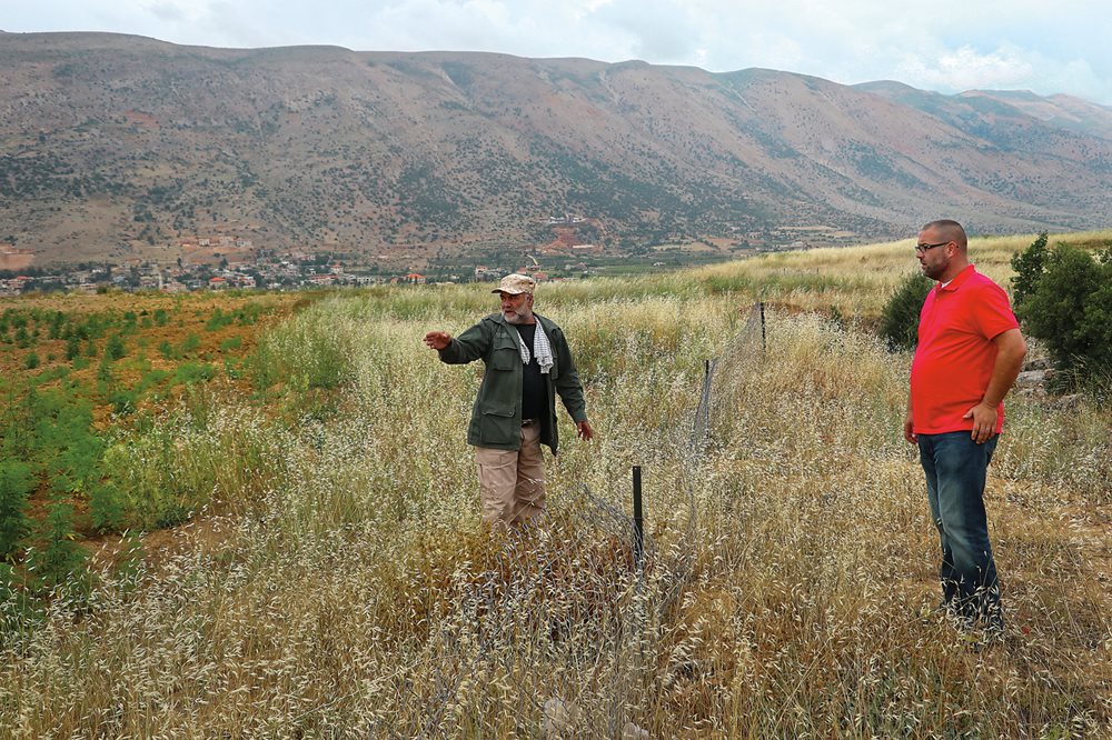Field botanist and herbalist Nasser Shreif, left, and Charbel Tawk, former president of The Committee of Cedar Forests Friends, survey planted cedar trees along the Anti-Lebanon Mountain Range in the Yamounneh Nature Reserve. The reserve, established in 1988, became the first recognized preserve in Lebanon. Shreif and Tawk oversee reforestation efforts in the area.