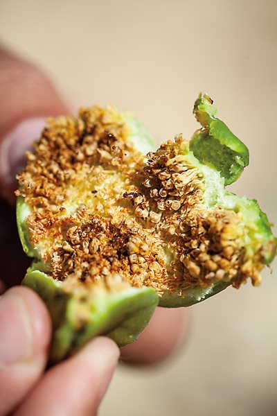 In caprification, fresh caprifig fruits, which contain hatching fig wasps, are hung in the branches of female trees so that the wasps, their legs covered in pollen, can pollinate the female flowers. Certain fig varieties, like the Zidi, need pollination in order for their fruit to mature and taste good. 